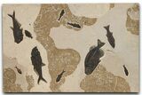 Green River Fossil Fish Mural with Giant Phareodus #295644-1